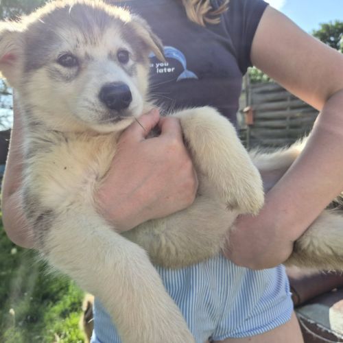 Chiots alusky