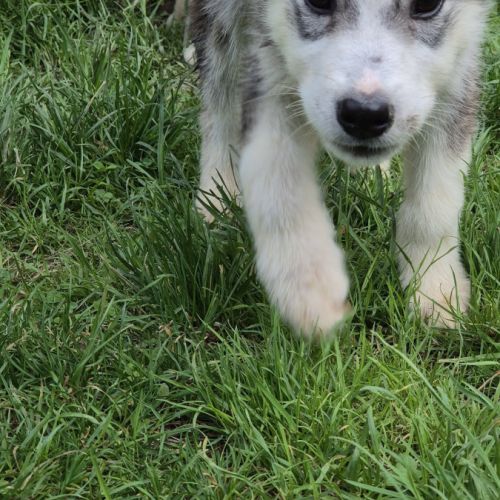Chiots alusky #3