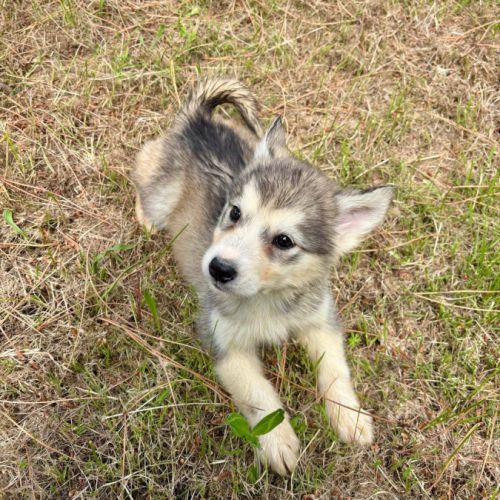 Chiots alusky #4