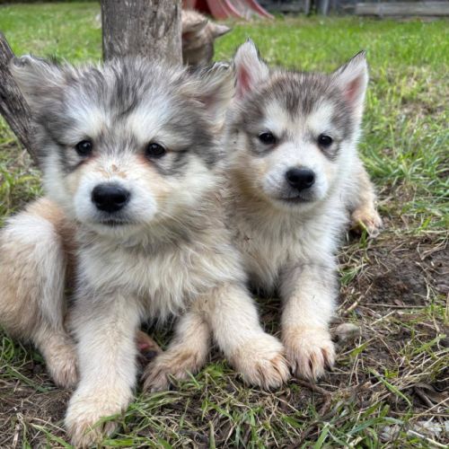Chiots alusky #6