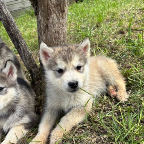 Chiots alusky #7