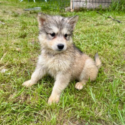 Chiots alusky #8