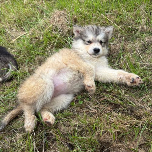 Chiots alusky #9