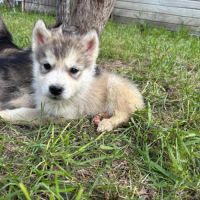 Chiots alusky #1