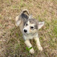 Chiots alusky #4