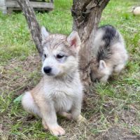 Chiots alusky #5