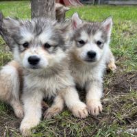 Chiots alusky #6