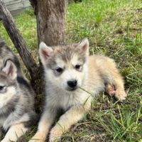 Chiots alusky #7