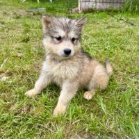 Chiots alusky #8