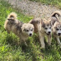 Chiots alusky #10