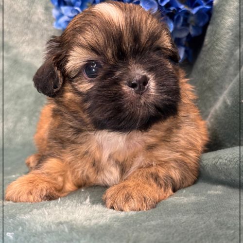Baloo, mâle type shih tzu fauve uni #1