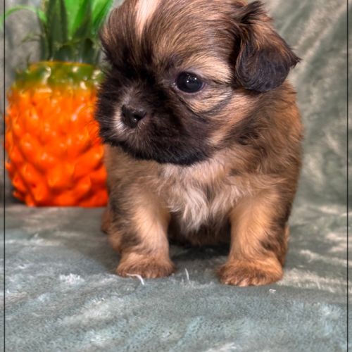 Baloo, mâle type shih tzu fauve uni #3