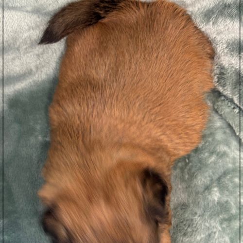 Baloo, mâle type shih tzu fauve uni #5
