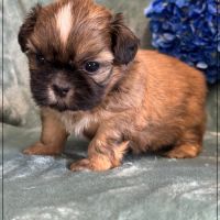Baloo, mâle type shih tzu fauve uni