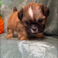 Baloo, mâle type shih tzu fauve uni #4