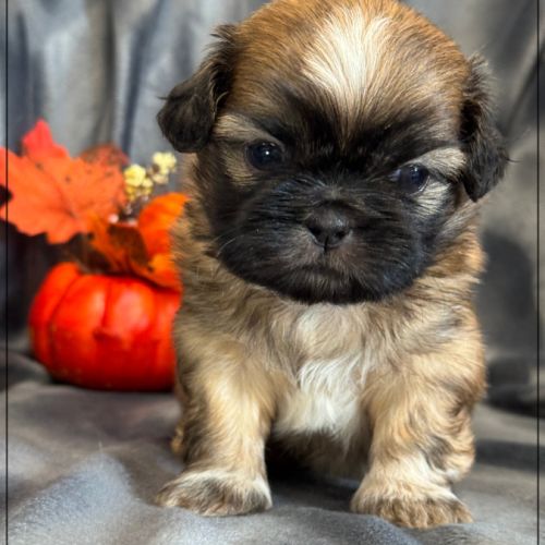 Bob, superbe mâle type chiot tzu ,fauve uni #5