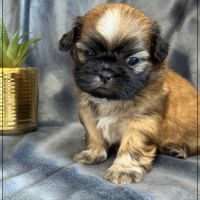 Bob, superbe mâle type chiot tzu ,fauve uni