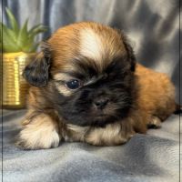 Bob, superbe mâle type chiot tzu ,fauve uni #2