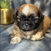 Bob, superbe mâle type chiot tzu ,fauve uni #3