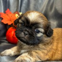 Bob, superbe mâle type chiot tzu ,fauve uni #4