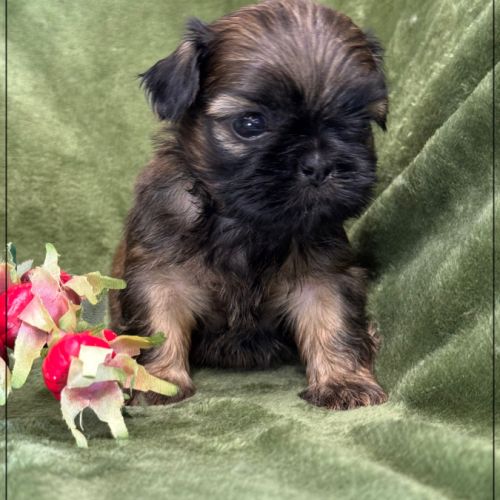 Ben, superbe mâle type shih tzu fauve uni #2
