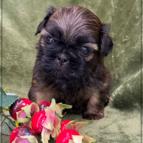 Ben, superbe mâle type shih tzu fauve uni