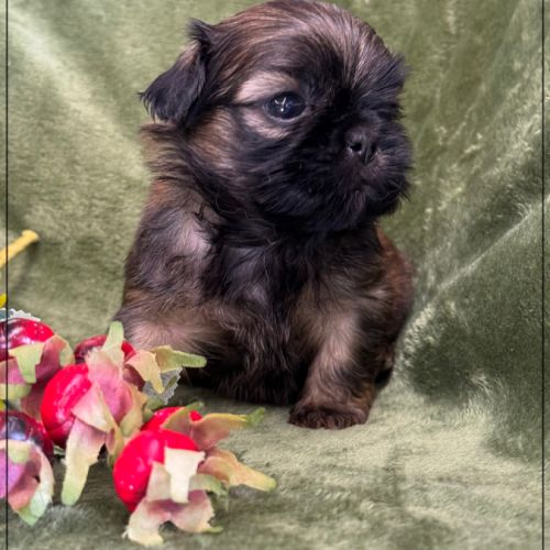 Ben, superbe mâle type shih tzu fauve uni #4