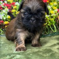 Ben, superbe mâle type shih tzu fauve uni #1