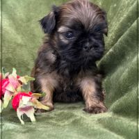 Ben, superbe mâle type shih tzu fauve uni #2