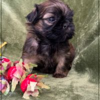 Ben, superbe mâle type shih tzu fauve uni #4
