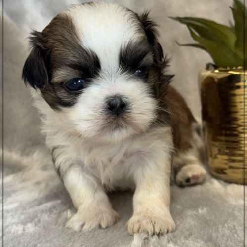 Bueno, mâle type shih tzu fauve uni #1