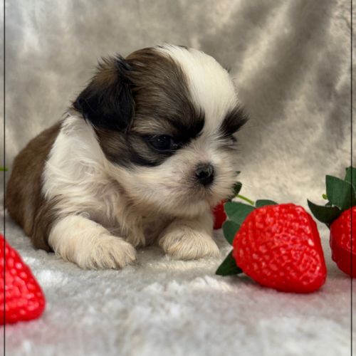 Bueno, mâle type shih tzu fauve uni #3