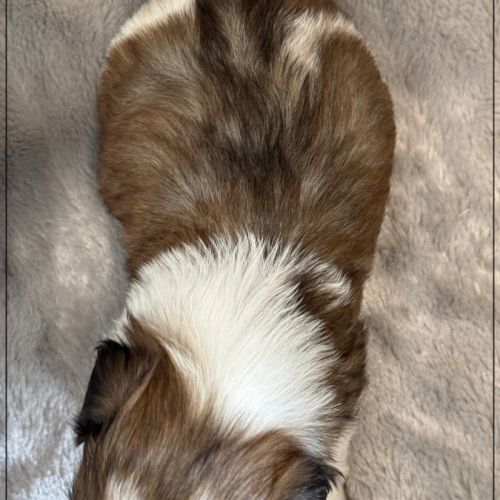 Bueno, mâle type shih tzu fauve uni #5