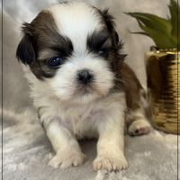 Bueno, mâle type shih tzu fauve uni #1
