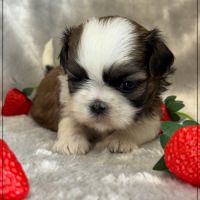Bueno, mâle type shih tzu fauve uni