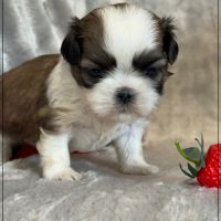Bueno, mâle type shih tzu fauve uni #4