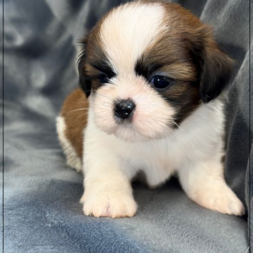 Baylie,sublime femelle shih tzu fauve et blanc lof