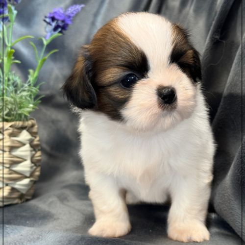 Baylie,sublime femelle shih tzu fauve et blanc lof #4