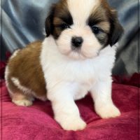 Baylie,sublime femelle shih tzu fauve et blanc lof #1