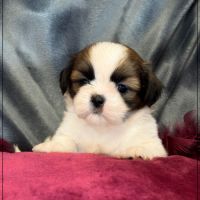 Baylie,sublime femelle shih tzu fauve et blanc lof #2