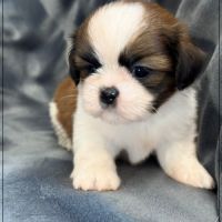 Baylie,sublime femelle shih tzu fauve et blanc lof #0