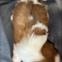 Baylie,sublime femelle shih tzu fauve et blanc lof #5