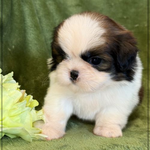 Bretzel, mâle shih tzu fauve et blanc lof #1