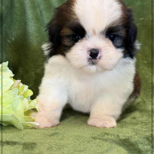 Bretzel, mâle shih tzu fauve et blanc lof
