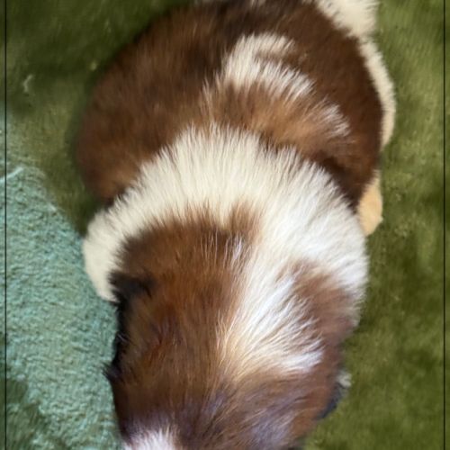 Bretzel, mâle shih tzu fauve et blanc lof #5