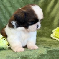 Bretzel, mâle shih tzu fauve et blanc lof #3