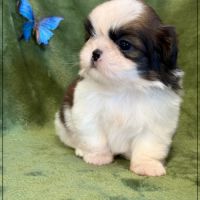 Bretzel, mâle shih tzu fauve et blanc lof #4