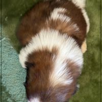 Bretzel, mâle shih tzu fauve et blanc lof #5