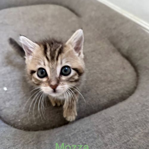 Mozza à l'adoption #2