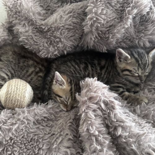 Mozza à l'adoption #6